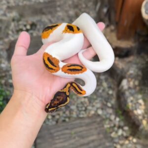het clown ball python