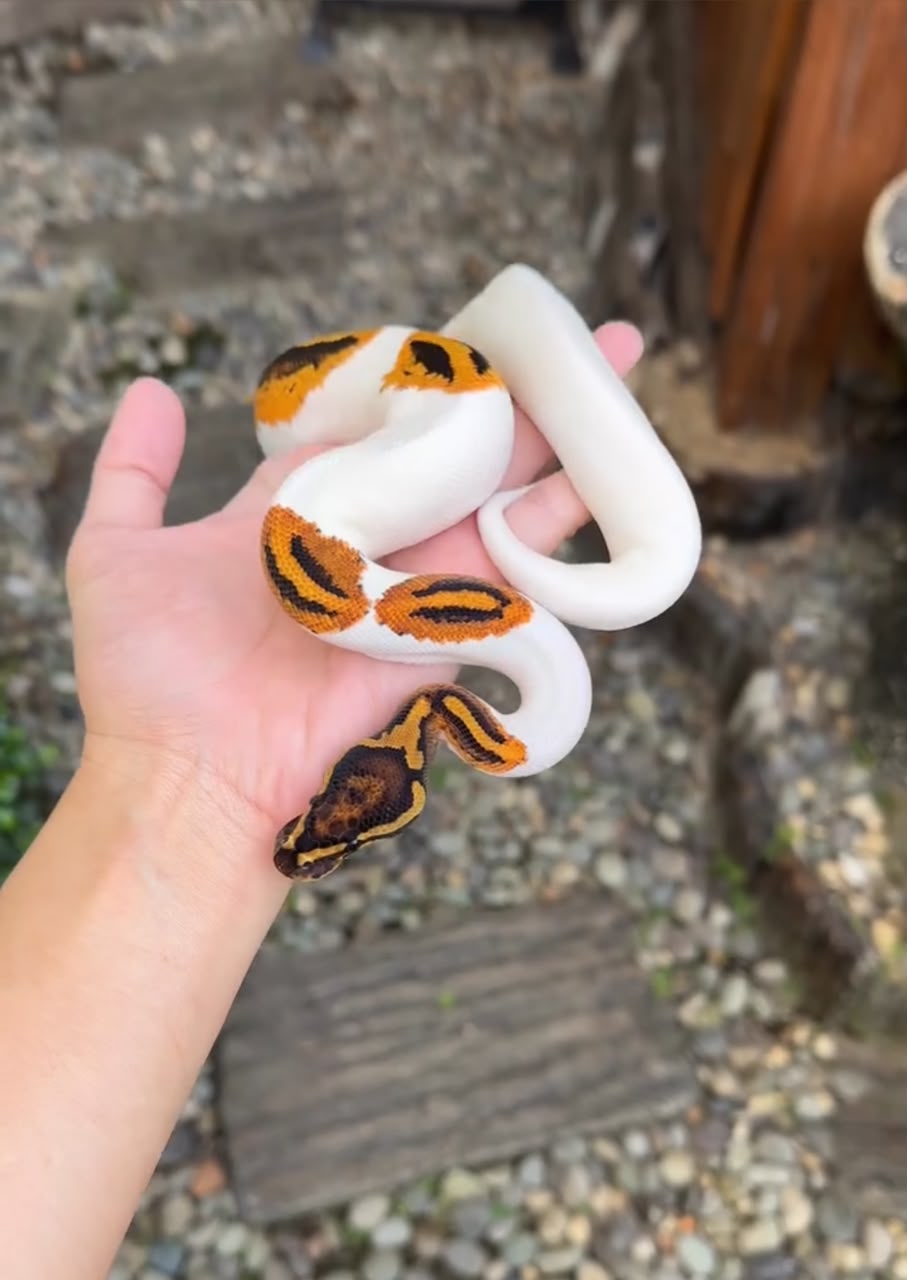 het clown ball python