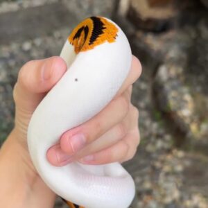 het clown ball python
