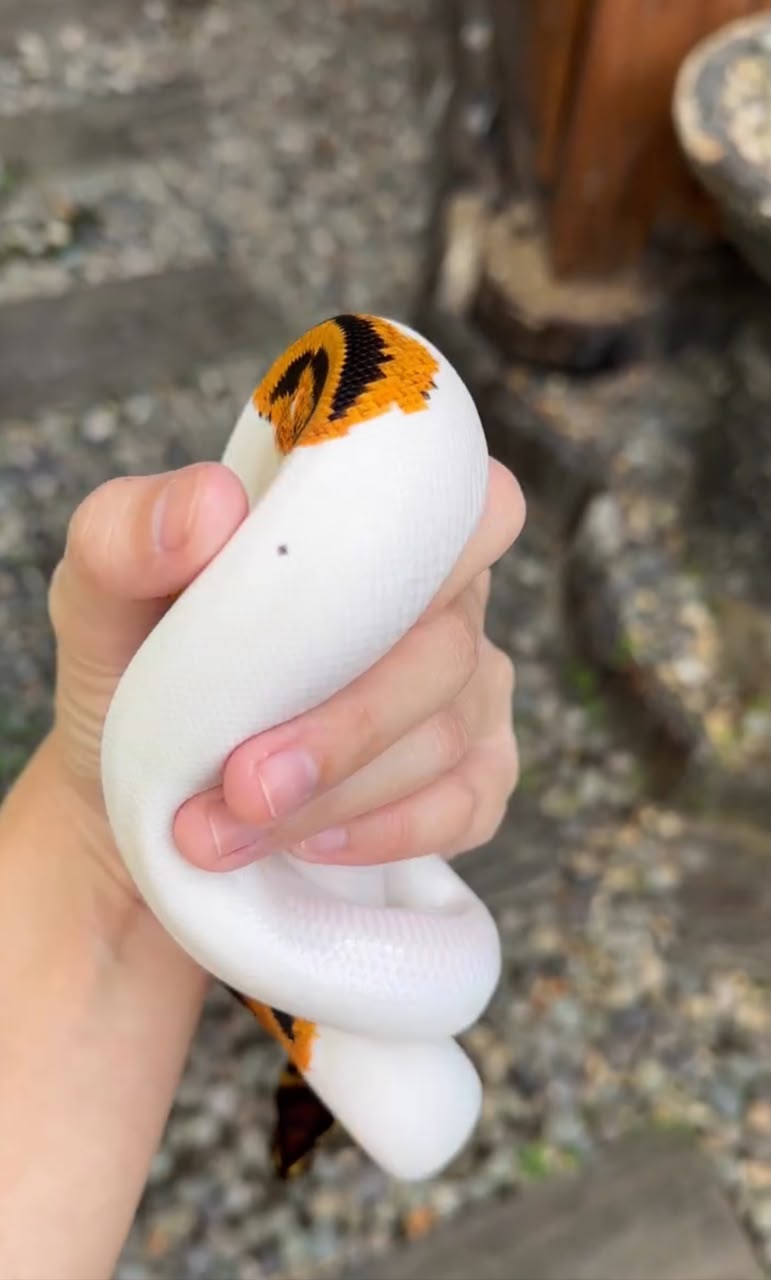 het clown ball python
