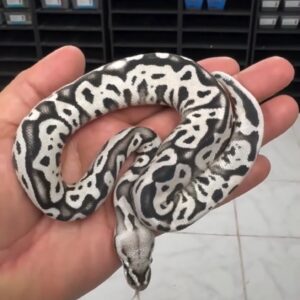 Pastel SN Desert Ghost VPI Crypttic