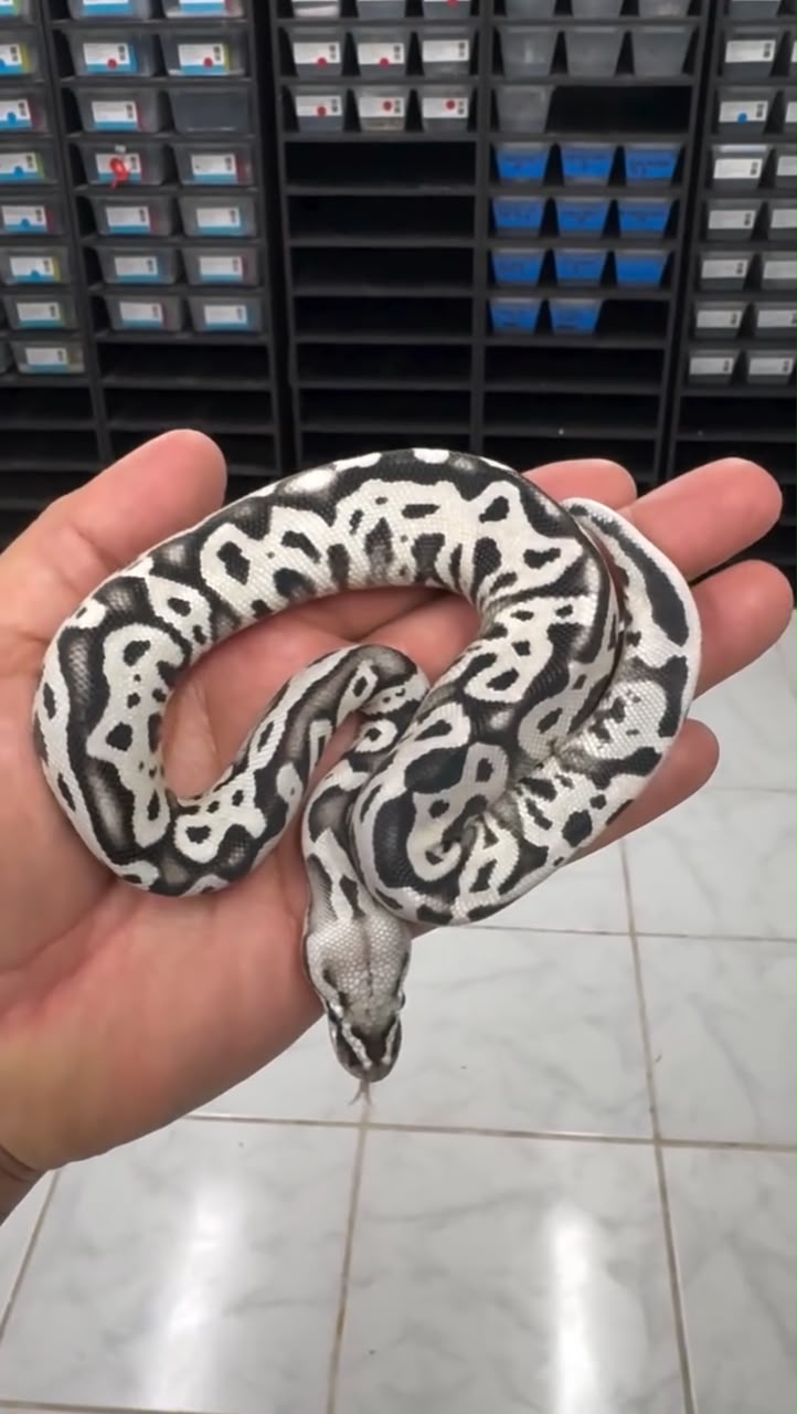 Pastel SN Desert Ghost VPI Crypttic