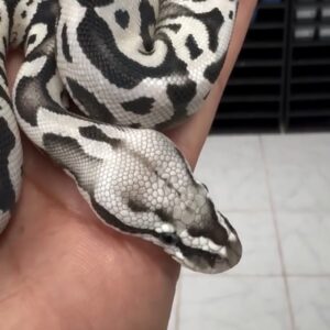 Pastel SN Desert Ghost VPI Cryptic