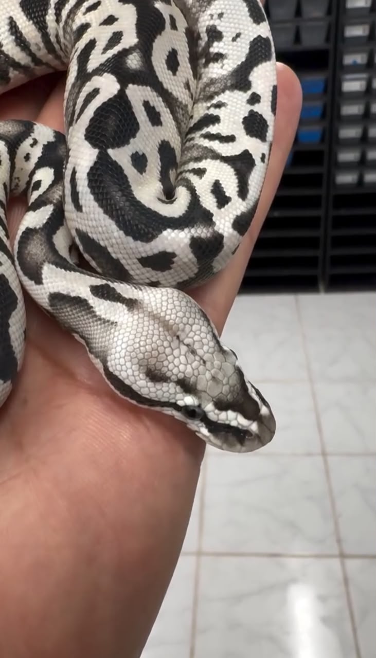 Pastel SN Desert Ghost VPI Cryptic