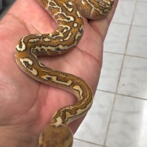 Cypress SN RS YB Het Crypton