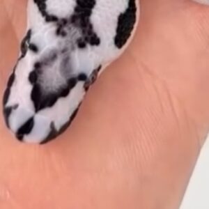 Axanthic Desert Ghost