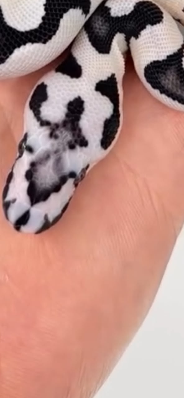 Axanthic Desert Ghost