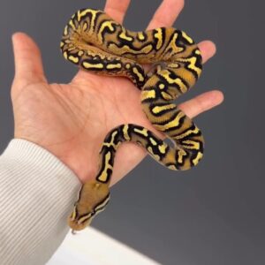 YB Lace Zebra Het Pied