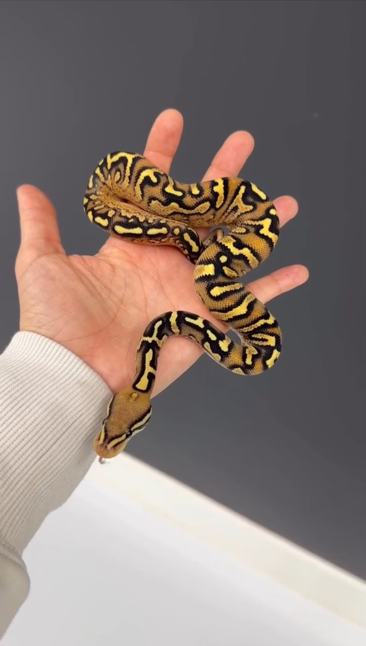 YB Lace Zebra Het Pied