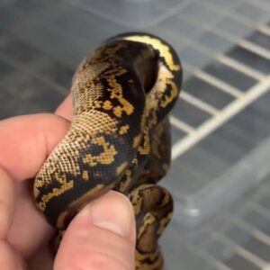 Black Pastel Clown X Black Head Clown