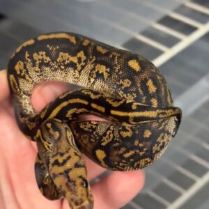Black Pastel Clown X Black Head Clown