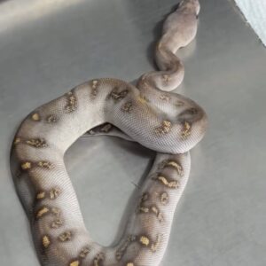 GHI Mojave Stranger Clown