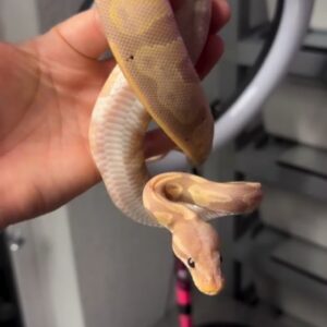 Banana Ball Python