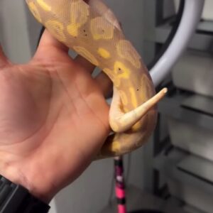 Banana Ball Python