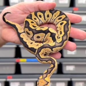 Vanilla GHI Desert Ghost Clown Het Hypo