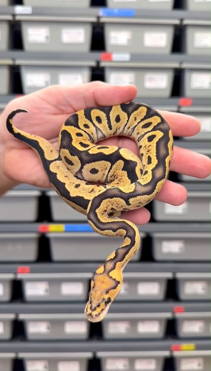 Vanilla GHI Desert Ghost Clown Het Hypo