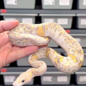 Vanilla GHI Mojave Hypo Desert Ghost Clown