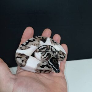 vpi axanthic emoji pied
